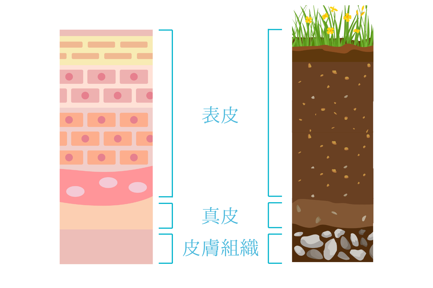 表皮と真皮へのアプローチで更に美肌へ